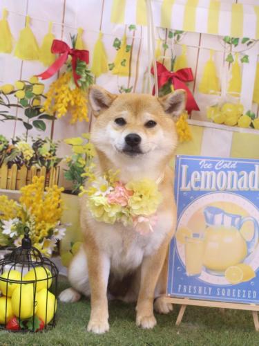 20240411はなちゃん 